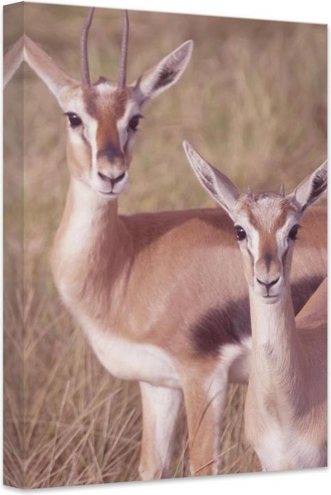 Immagine prodotto Trenddeko Springboks (30 x 40 cm)