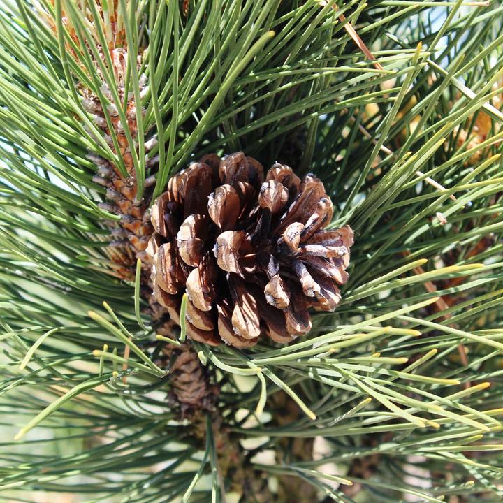 Immagine prodotto Zulauf Säulen-Schwarz-Kiefer / Pinus nigra 'Green Tower' (100 cm)