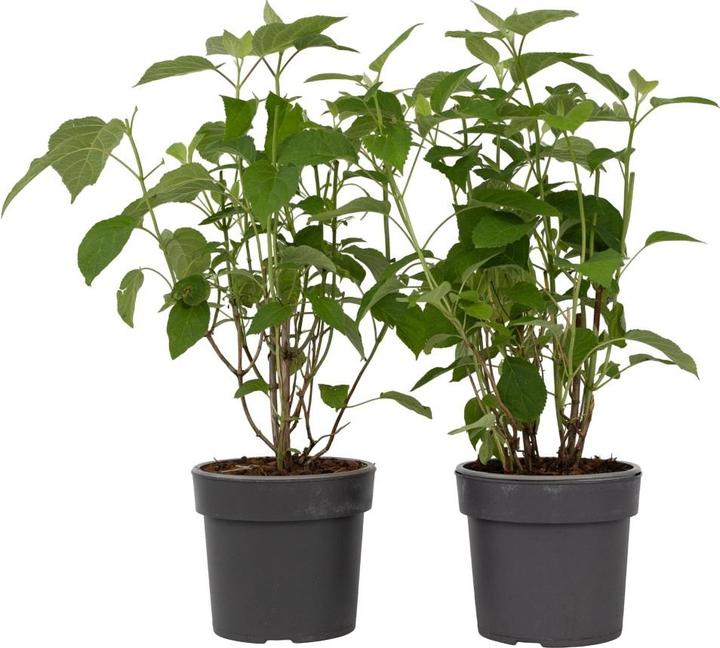 Immagine prodotto Plant in a Box Ortensia Strong Annabelle - Set di 2 ortensie (30 cm)