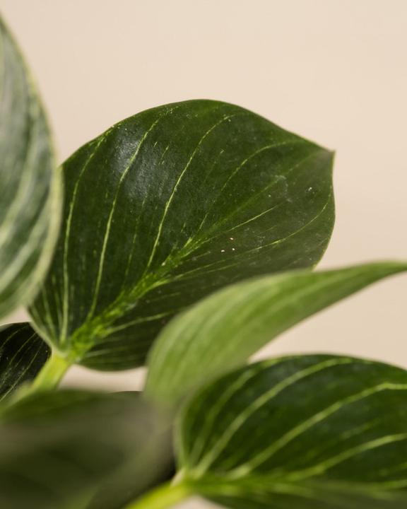 Produktbild feey Philodendron Birkin 'White Measure' (30 cm, Frisch umgetopft)