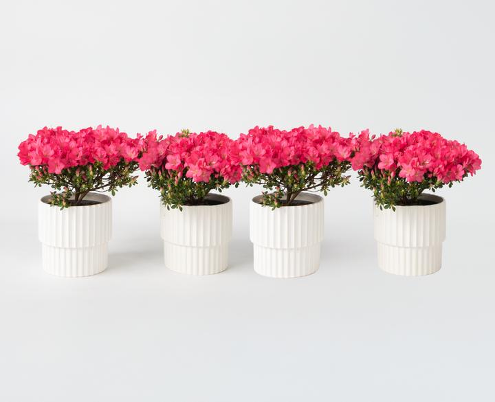 Image du produit Plant in a Box Rhododendron azalea 'Anouk' - Set de 4 azalées (25 cm)