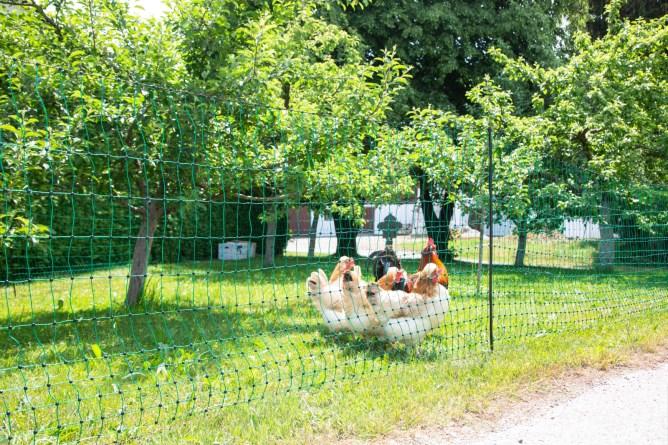 Produktbild Kerbl Geflügelnetz