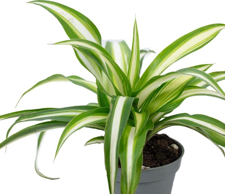 Actual product image Flowerbox Green lily - height ca. 15 cm, pot-Ø 6 cm - Chlorophytum Comosum Variegata (15 cm)