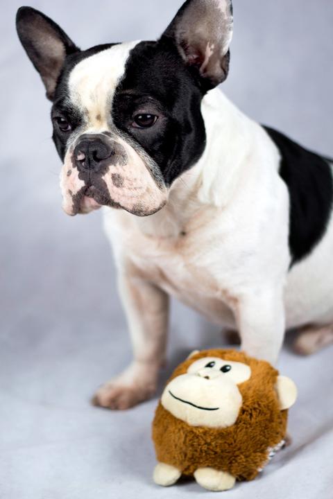 Image du produit Karlie Fossy (Jouet en peluche chien)