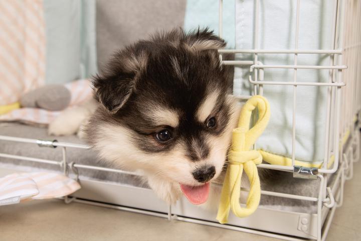 Immagine prodotto Beeztees Gabbia per cuccioli (Cane, Lavabile, Riflettori)