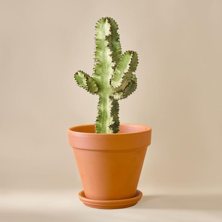 Mary and Plants Cactus aconit Variegata (70 cm)