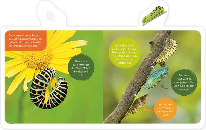 Image du produit Mein kleines Tier-Lexikon - Der Schmetterling (Allemand, Hannah Kastenhuber, 2020)