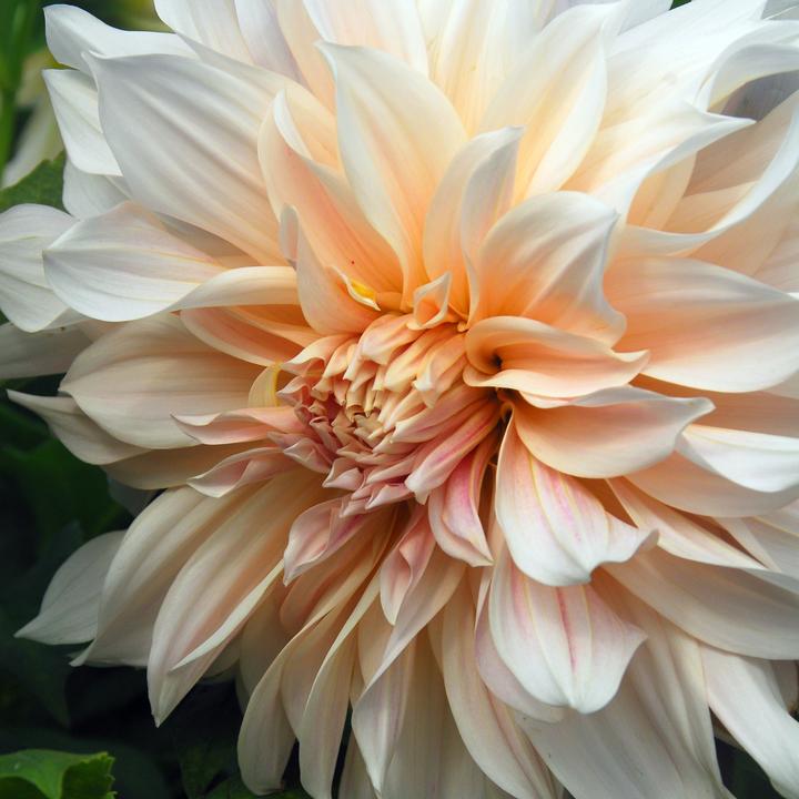 Image du produit Plant in a Box Dahlia Café au Lait - Dahlia (10 cm)