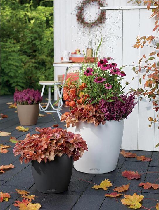 Actual product image Lechuza Classico Color (34.50 cm)
