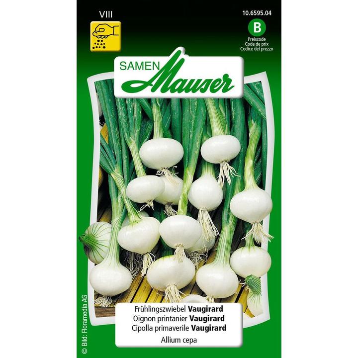 Produktbild Samen Mauser Frühlingszwiebel Vaugirard (Blumenzwiebel)