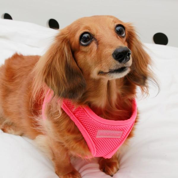 Actual product image Puppia Vest harness B (M, Dog, Walks)
