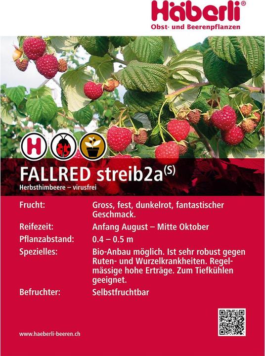 Produktbild Häberli Himbeeren FALLRED 4 Pflanzen (30 cm)