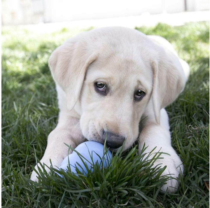 Produktbild KONG Puppy (Welpenspielzeug)
