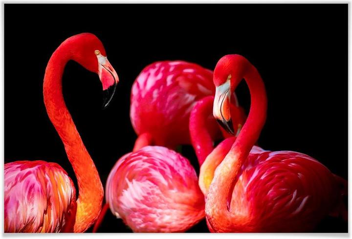 Actual product image Trenddeko Pink flamingo (60 x 40 cm)