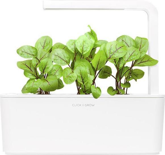 Actual product image Click and Grow Wood Sorrel Seeds (Plant seeds)