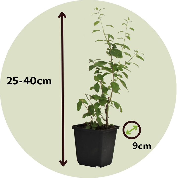 Image du produit Plant in a Box Lycium barbarum - 3er Set Goji Pflanzen (25 cm)