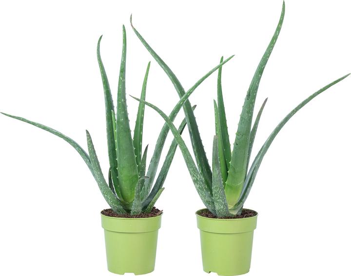 Image du produit Flowerbox Lot de 2 Aloe vera