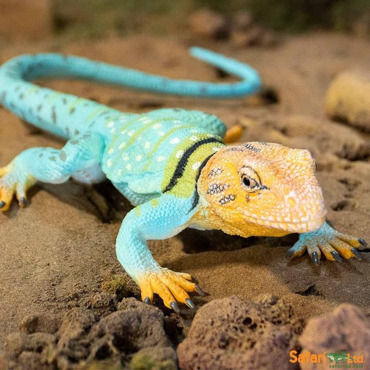 Produktbild Safari Halsbandleguan