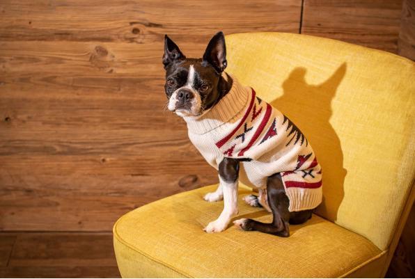 Immagine prodotto Chiara Ponticello LIMA (45, Maglione per cani)