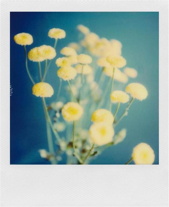 Produktbild Polaroid Color Film für SX-70 8 Blatt (SX-70)