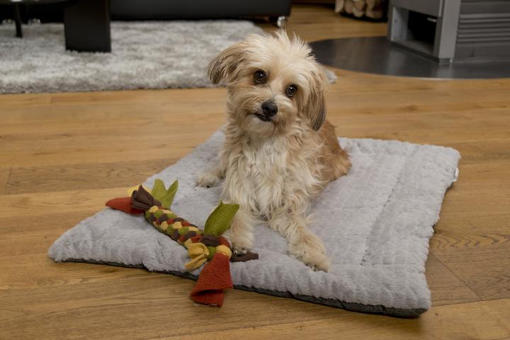 Actual product image Trend Pet Dog blanket Heaven, Grey, Size S (Dog)
