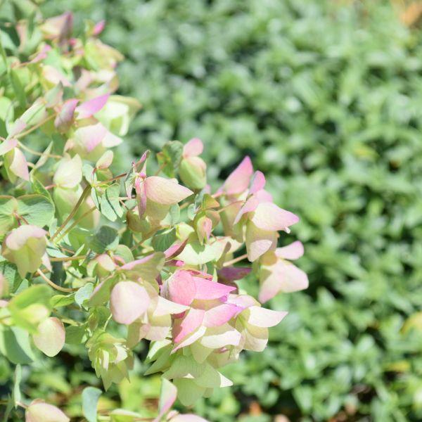 Säntispracht Lot de 3, L'origan odorant - Origanum rotundifolium Kent Beauty (30 cm)