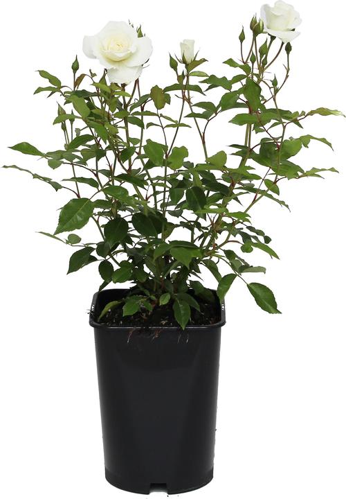 Produktbild Zulauf Strauchrose / Rosa (STR) 'Schneewittchen'® (40 cm)