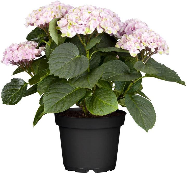 Produktbild Hortensie (50 cm)