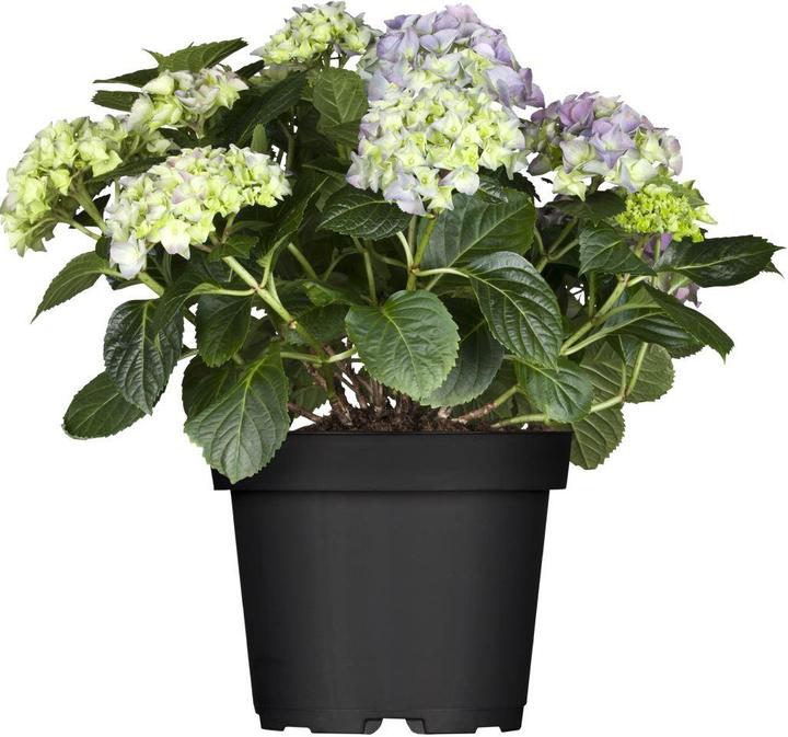 Hortensie (50 cm)