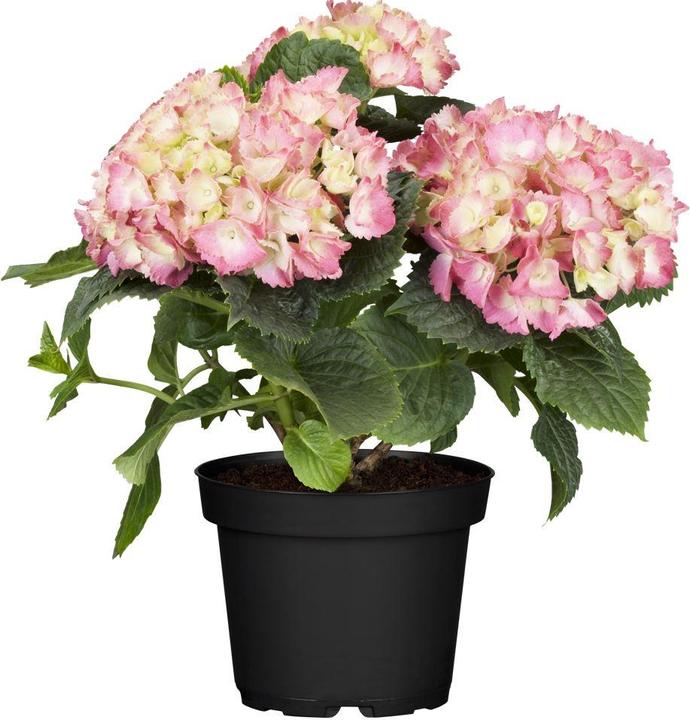 Produktbild Hortensie (50 cm)