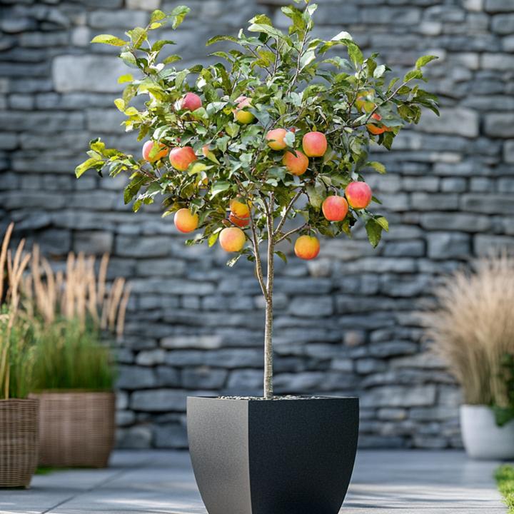 Produktbild Plant in a Box Malus domestica 'Elstar' - Apfelbaum (90 cm)