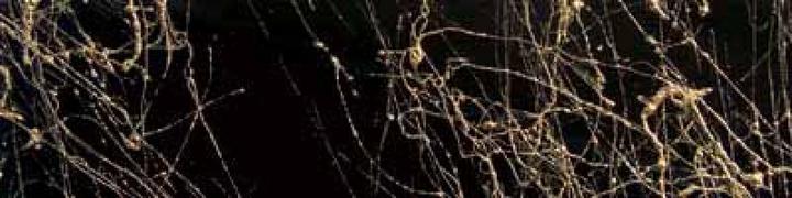 Produktbild Dupli-Color Marble Spray (Gold, 0.20 l)