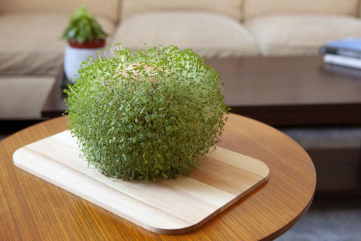 Immagine prodotto Kikkerland Green Orb (15 cm)
