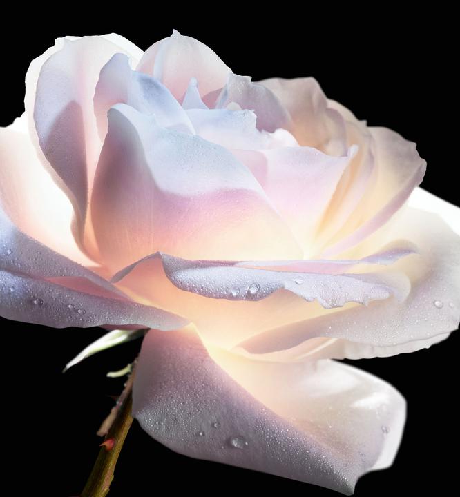 Actual product image Dior Le Micro Serum Rose Yeux (Serum, 20 ml, Day + Night)