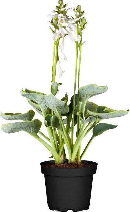 Produktbild Hosta 'First Frost' (50 cm)