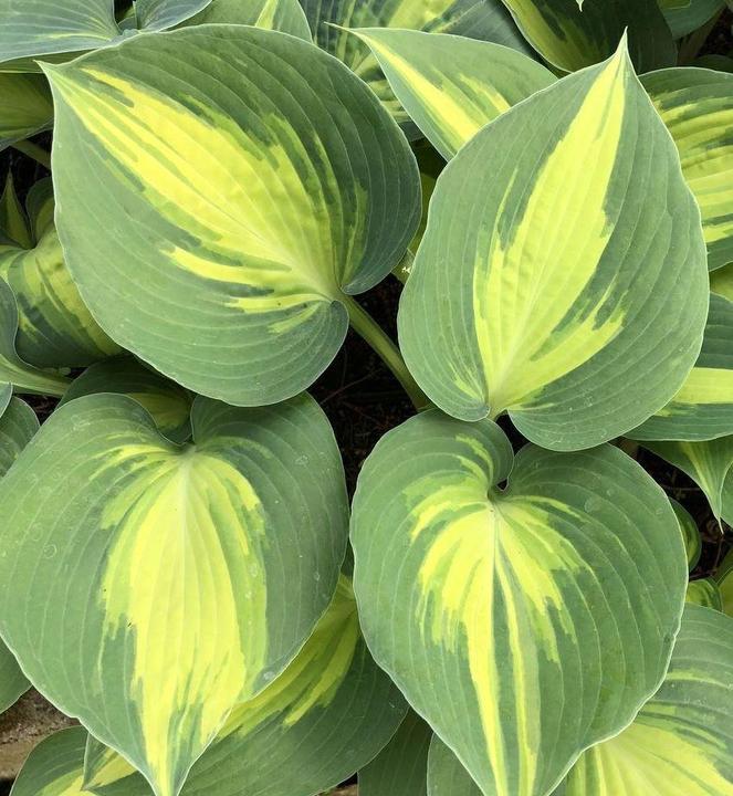 Produktbild Hosta 'Touch of class' (50 cm)
