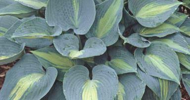 Produktbild Hosta 'Touch of class' (50 cm)
