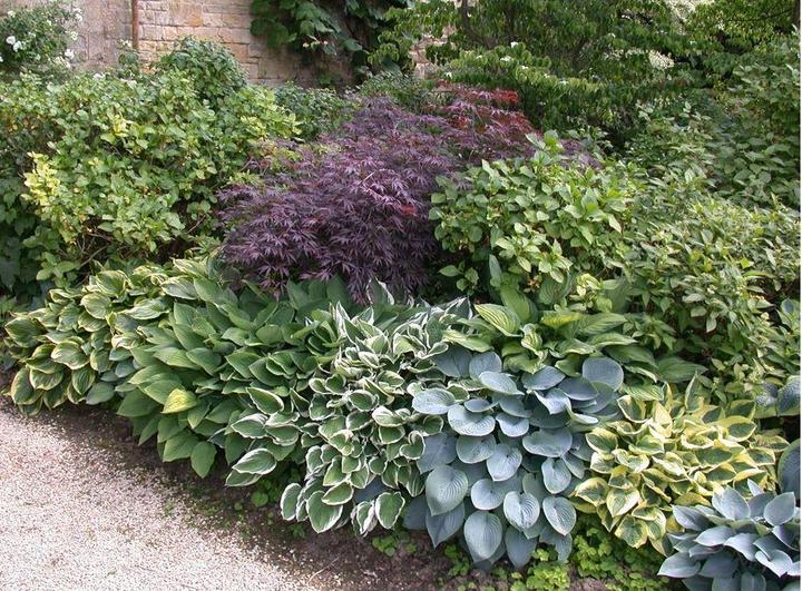 Produktbild Hosta 'First Frost' (50 cm)