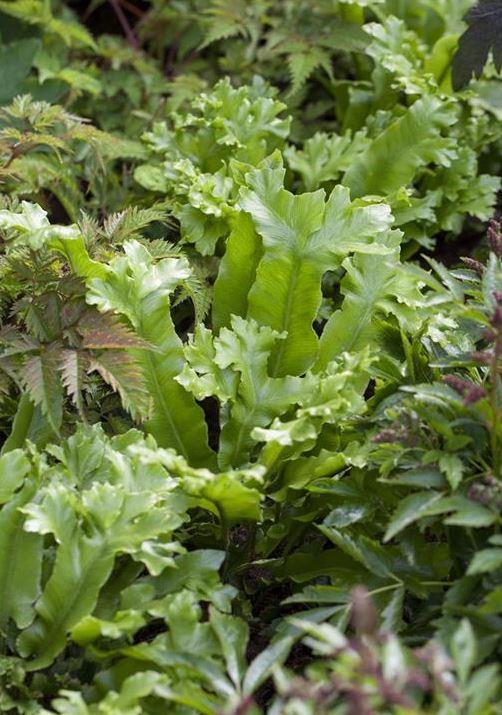 Produktbild Asplenium scolopendrium (35 cm)