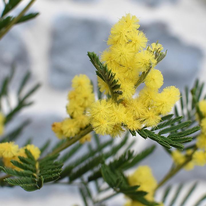 Actual product image Plant in a Box Acacia dealbata Mimosa - Mimosa plants set of 3 (40 cm)