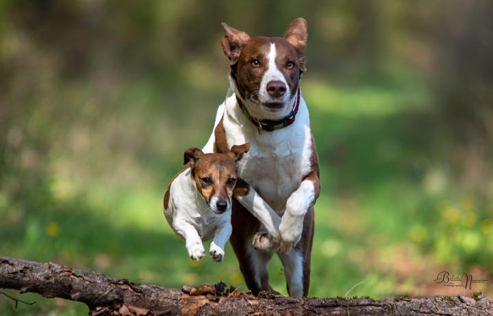 Immagine prodotto Über 125 Naturheilmittel Für den gesunden Hund! (Tedesco, Diana Tiebes, 2024)