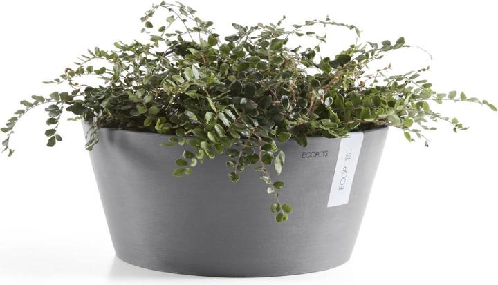 Actual product image Ecopots Frankfurt (50 cm)
