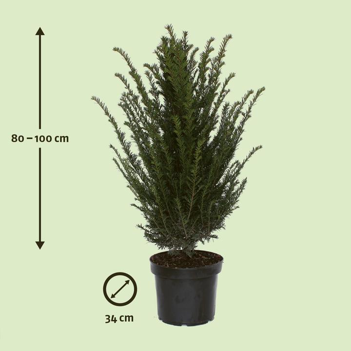 Produktbild Zulauf Gemeine Eibe / Taxus baccata (100 cm)