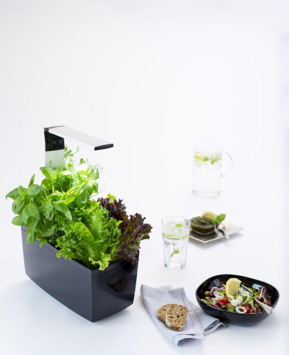 Image du produit Tregren Pot d'herbes T6 (34.50 cm)