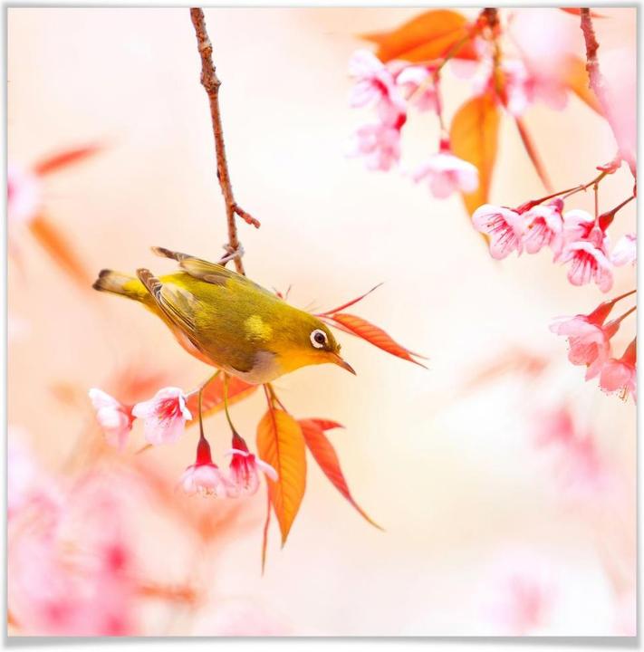 Image du produit Trenddeko Le chant des oiseaux dans les cerisiers en fleurs - carré (50 x 50 cm)