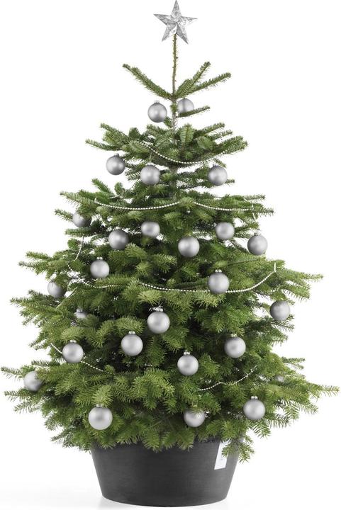 Image du produit Ecopots Stand de l'arbre de Noël