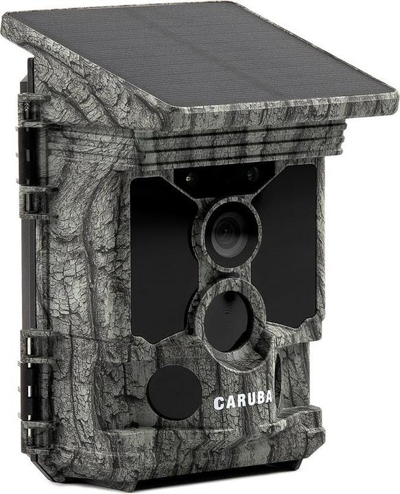 Caruba Raccoon
