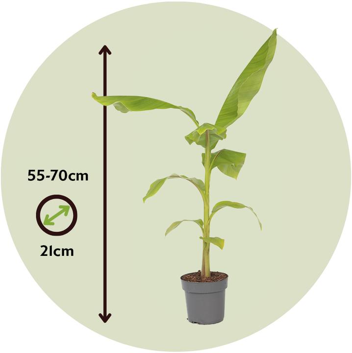 Immagine prodotto Plant in a Box Musa Basjoo - Piante di banane (55 cm)