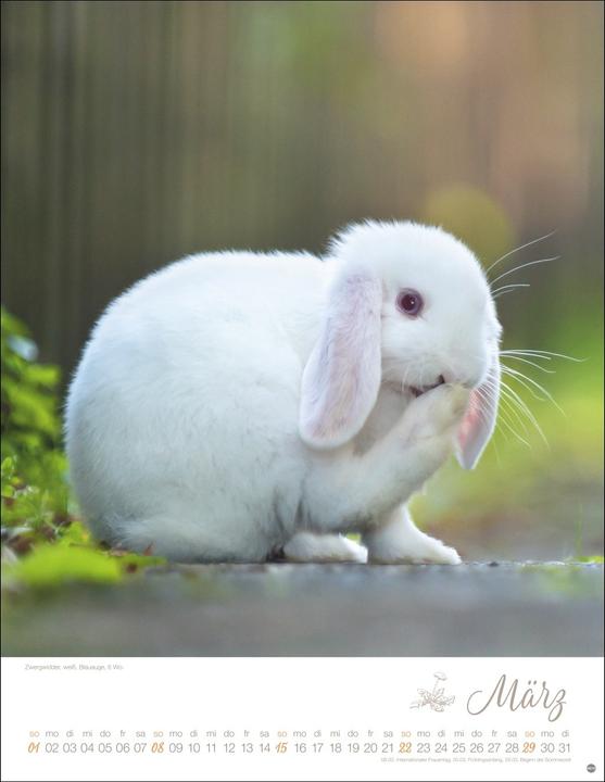 Produktbild Kaninchenkinder Posterkalender 2026 (34 x 44 cm, Harter Einband, Deutsch)