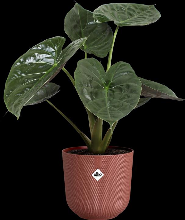 Produktbild Elho Jazz Rund (23 cm)